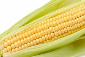 los loros pueden comer maíz