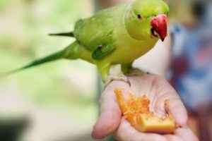 los loros pueden comer melon