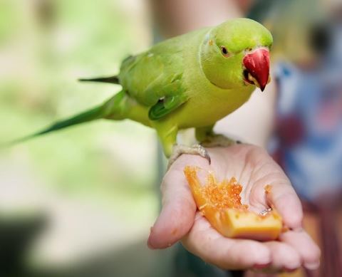 los loros pueden comer melon