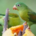 los loros pueden comer papaya