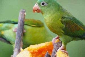 los loros pueden comer papaya