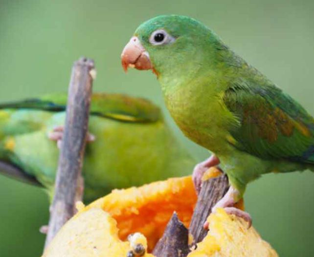 los loros pueden comer papaya