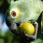 los loros pueden comer peras