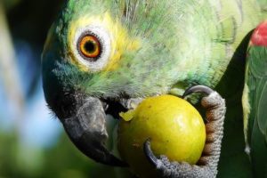 los loros pueden comer peras