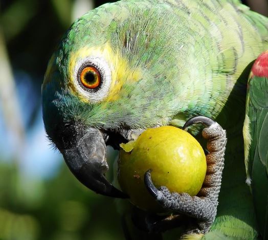 los loros pueden comer peras