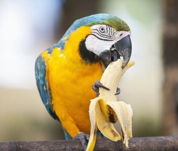 los loros pueden comer platanos