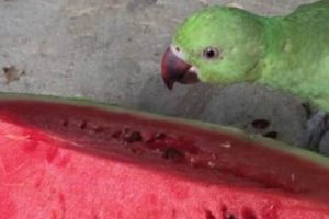 los loros pueden comer sandia