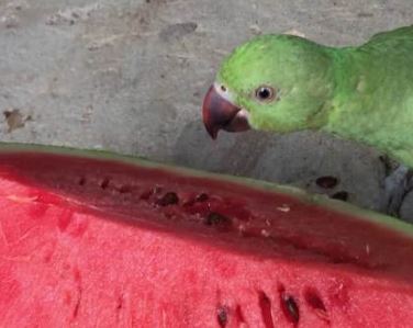 los loros pueden comer sandia