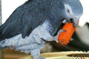 los loros pueden comer zanahorias