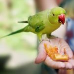 los loros pueden comer arandanos o bayas