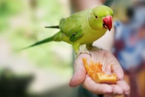 los loros pueden comer arandanos o bayas