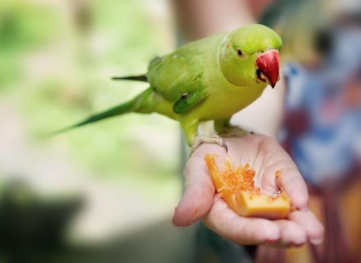 los loros pueden comer arandanos o bayas