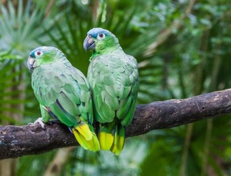 por que los loros vuelan en pareja