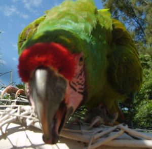 por que mi loro rompe todo lo que encuentra