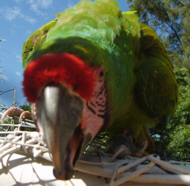 por que mi loro rompe todo lo que encuentra