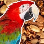 pueden los loros comer pistachos