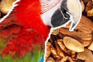 pueden los loros comer pistachos