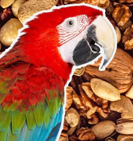 pueden los loros comer pistachos