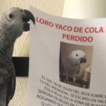 como llamar a un loro perdido