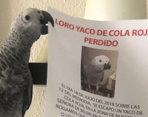 como llamar a un loro perdido