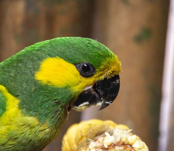 creencias y mitos sobre los loros