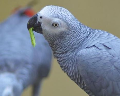 impacto de los loros en los ecosistemas en donde habitan