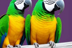 Infertilidad en Loros