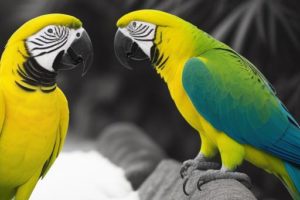 Forrajeo en El Suelo en Loros Mascota