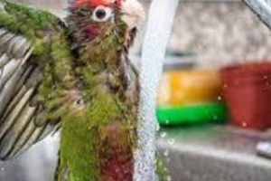 Cómo bañar a un loro que tiene miedo al agua