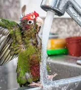 Cómo bañar a un loro que tiene miedo al agua